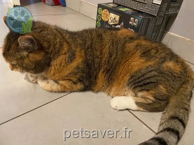 Katze lost   35470 Pléchâtel Nala