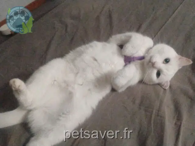 cat lost   35310 Bréal-sous-Montfort Nana
