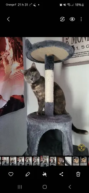 chatte lost   35770 Vern-sur-Seiche Nezuko