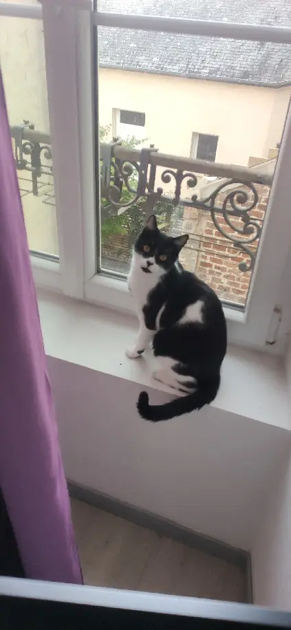 Chatte Perdue 35 Ille-et-Vilaine - North Chatte Perdue 35 Ille-et-Vilaine - North