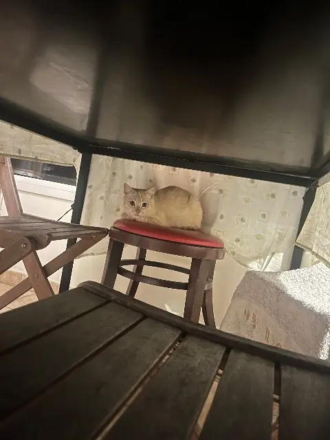 chatte lost   35520 La Mézière Nyara