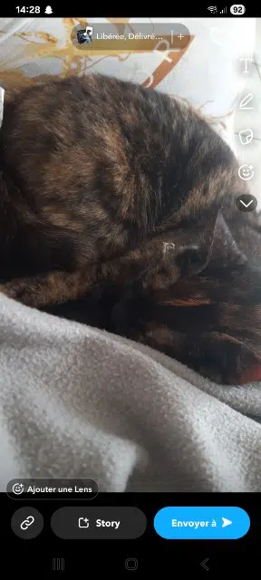 chatte lost   35420 Saint-Georges-de-Reintembault Olga