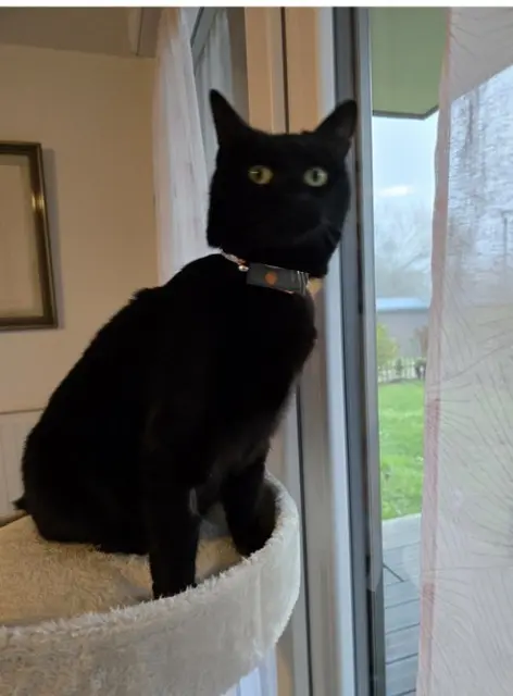 chatte lost   35400 Saint-Malo ORPHÉE