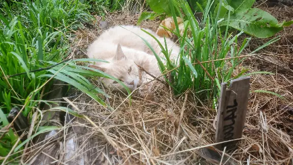 Chatte Perdue 35 Ille-et-Vilaine - Panic Chatte Perdue 35 Ille-et-Vilaine - Panic