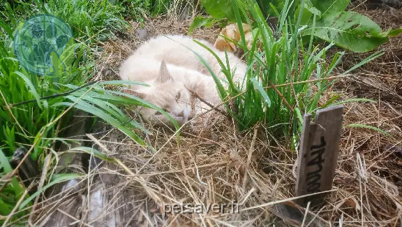 Chatte Perdue 35 Ille-et-Vilaine - Panic Chatte Perdue 35 Ille-et-Vilaine - Panic