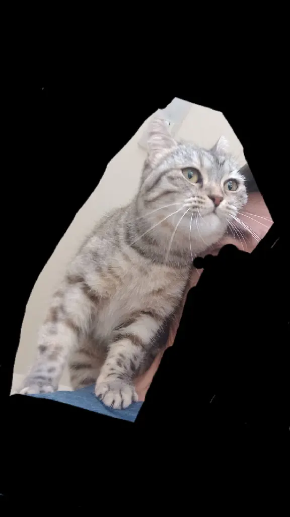 Chatte Perdue 35 Ille-et-Vilaine - Patasse Chatte Perdue 35 Ille-et-Vilaine - Patasse