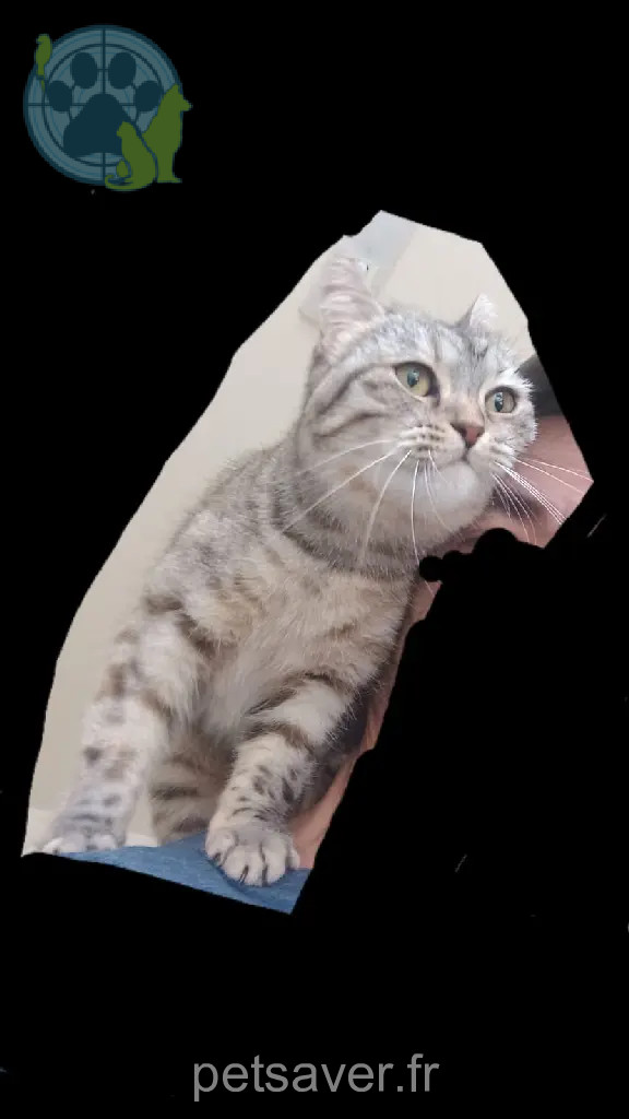 Chatte Perdue 35 Ille-et-Vilaine - Patasse Chatte Perdue 35 Ille-et-Vilaine - Patasse