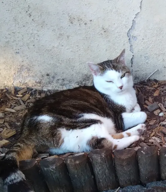 chatte lost   35131 Pont-Péan Patchie
