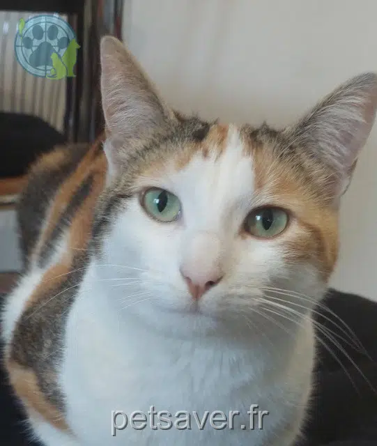 chatte lost   35400 Saint-Malo Pelote