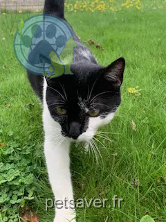 Chatte Perdue 35 Ille-et-Vilaine - Pepite Chatte Perdue 35 Ille-et-Vilaine - Pepite