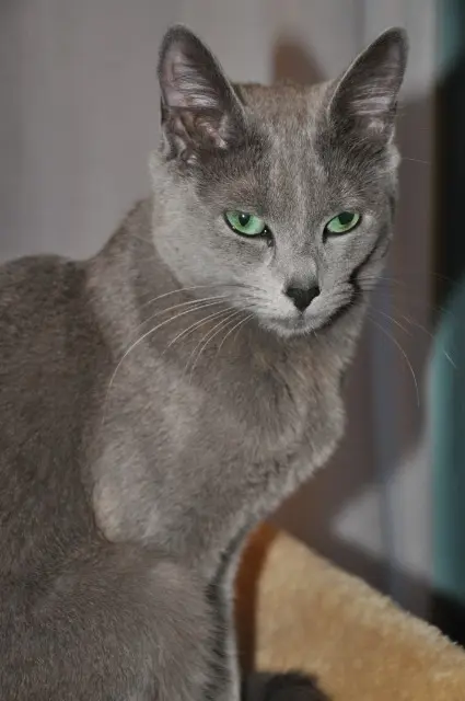 chatte lost   35510 Cesson-Sévigné Perle
