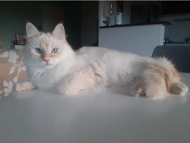 chatte lost   35740 Pacé Petite Blanche