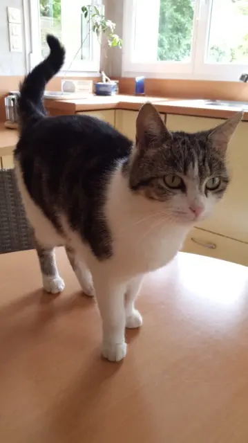 chatte lost   35190 Saint-Domineuc Pipa