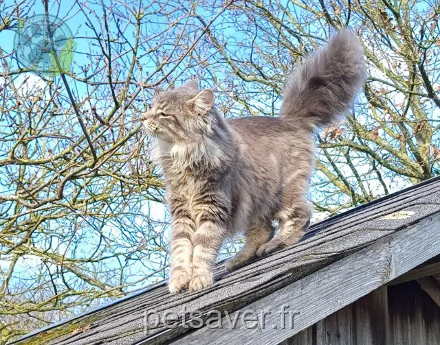 chatte lost   35680 Moulins Pixie