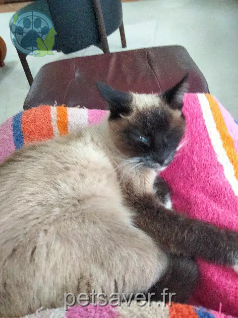 chatte lost   35550 Pipriac Plume