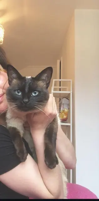 chatte lost   35600 Sainte-Marie Plume