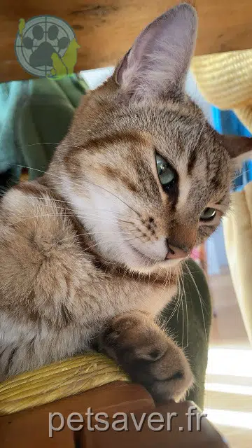 chatte lost   35290 Saint-Onen-la-Chapelle Polly