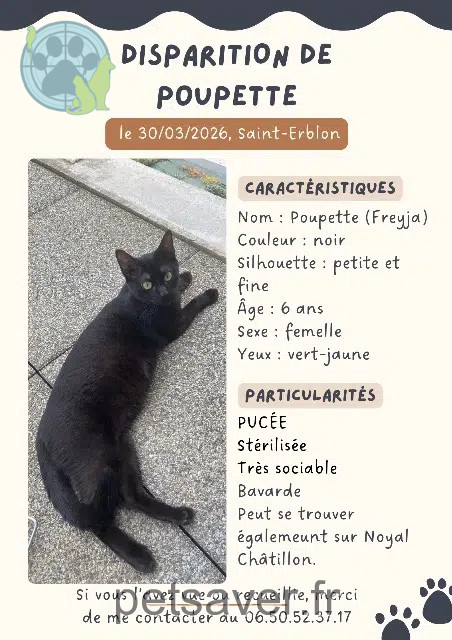 chatte lost   35230 Saint-Erblon Poupette