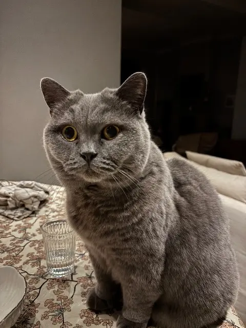 chatte lost   35400 Saint-Malo Poupoune