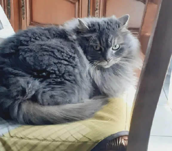 Chatte Perdue 35 Ille-et-Vilaine - Praline Chatte Perdue 35 Ille-et-Vilaine - Praline