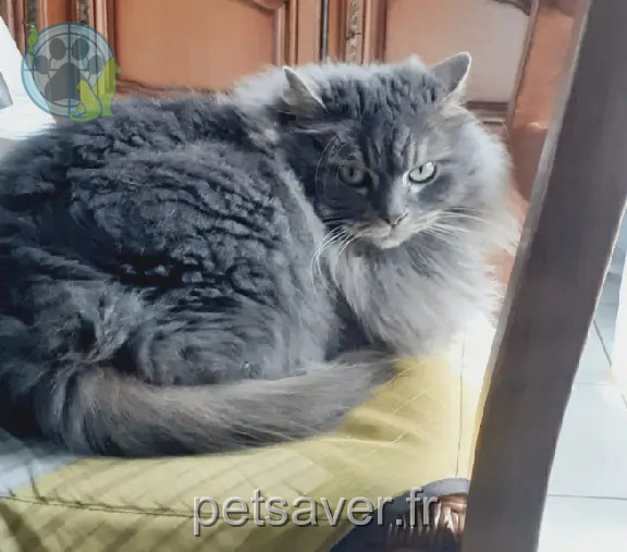 Chatte Perdue 35 Ille-et-Vilaine - Praline Chatte Perdue 35 Ille-et-Vilaine - Praline