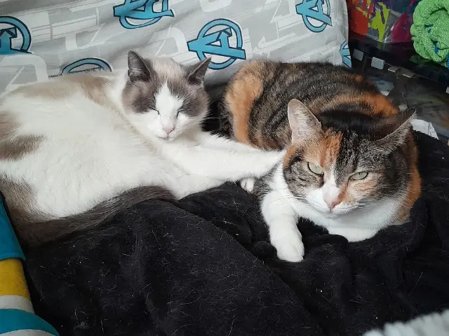 chatte lost   35550 Bruc-sur-Aff Pupuce