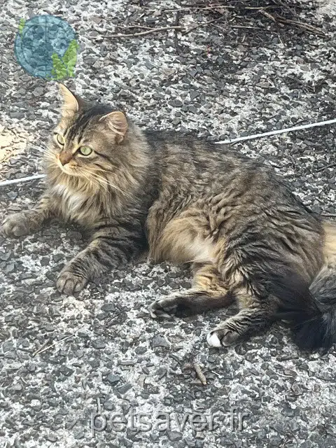 chatte lost    Rennes Blue