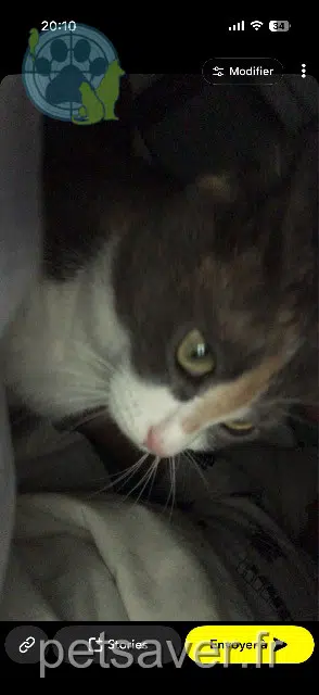 chatte lost    Rennes Cacahouète