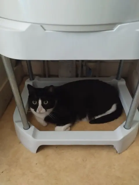 chatte lost    Rennes Cajou
