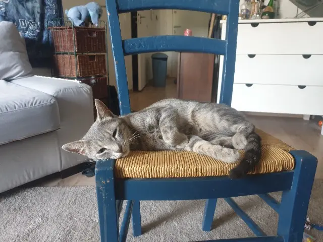 chatte lost    Rennes Camelle
