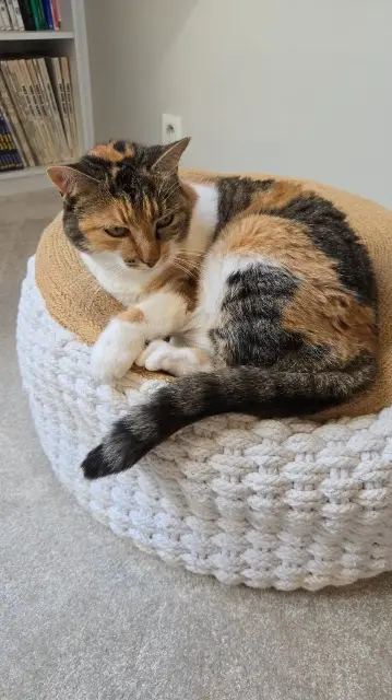 chatte lost    Rennes Chipie