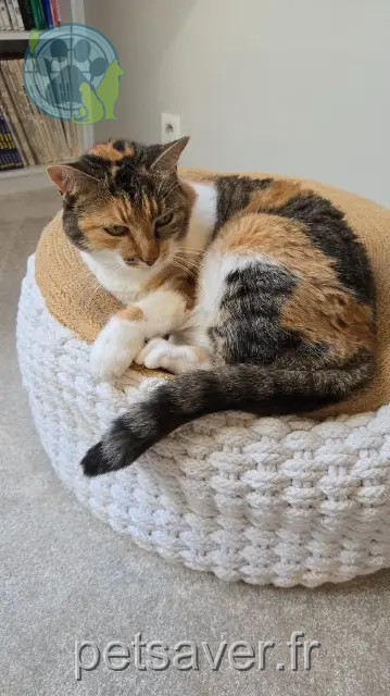 Katze vermisst Rennes Chipie Katze lost Rennes Chipie