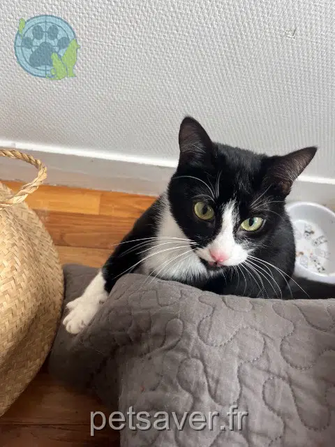 chatte lost    Rennes Collier