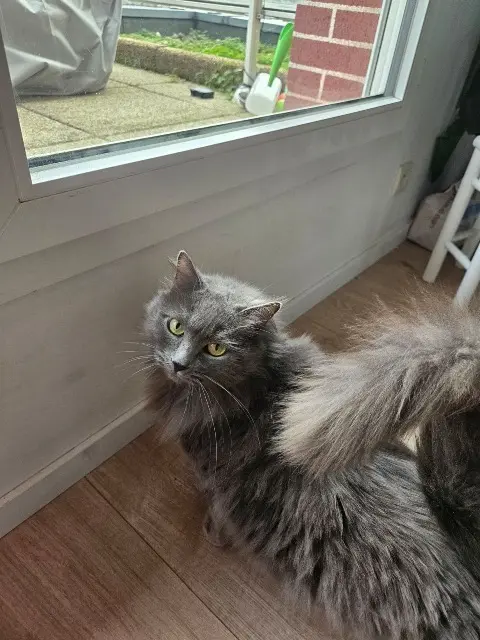 cat lost    Rennes Freyja