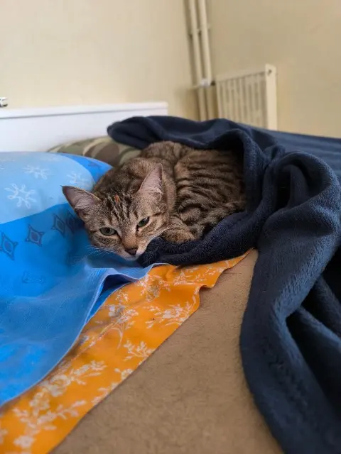chatte lost    Rennes Héra