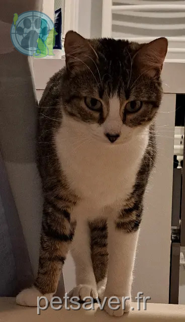 gata perdida Rennes Janis gata lost Rennes Janis