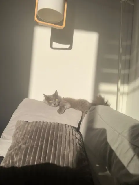 chatte lost    Rennes Jeanine