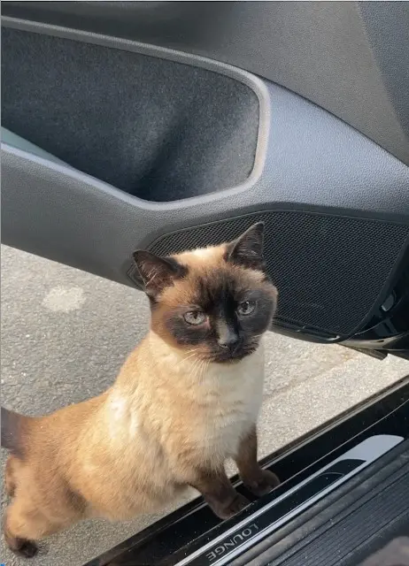 chatte lost    Rennes Junie