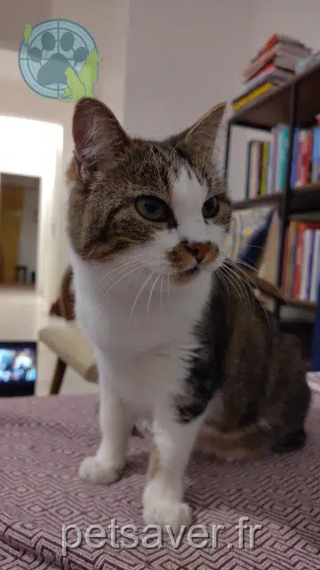 chatte lost Rennes Kelig
