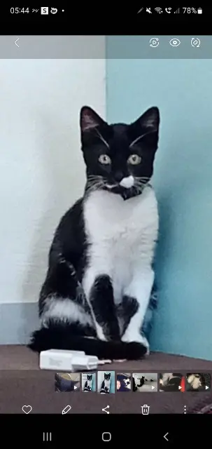 chatte lost    Rennes Lea