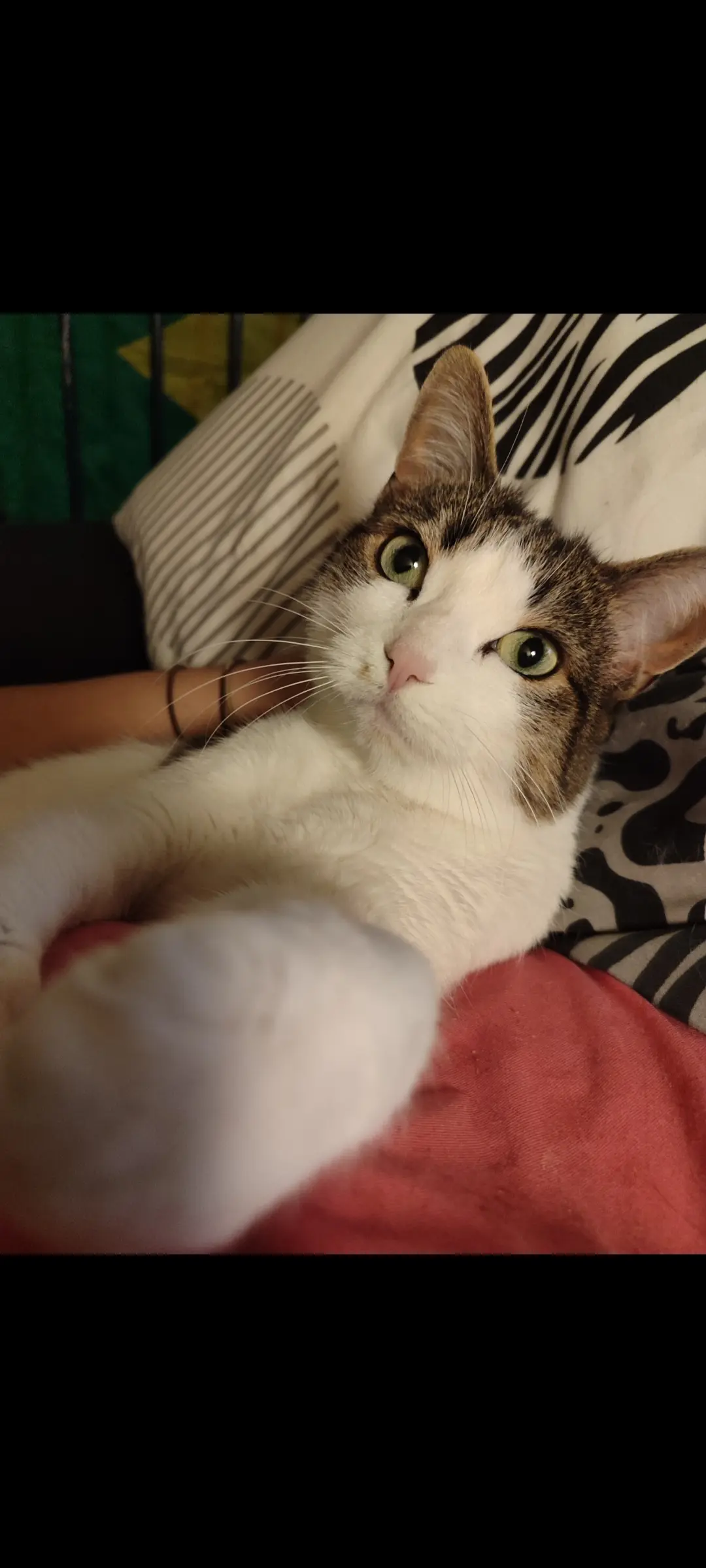 Chatte Perdue 35 Ille-et-Vilaine Rennes - Malbo Chatte Perdue 35 Ille-et-Vilaine Rennes - Malbo