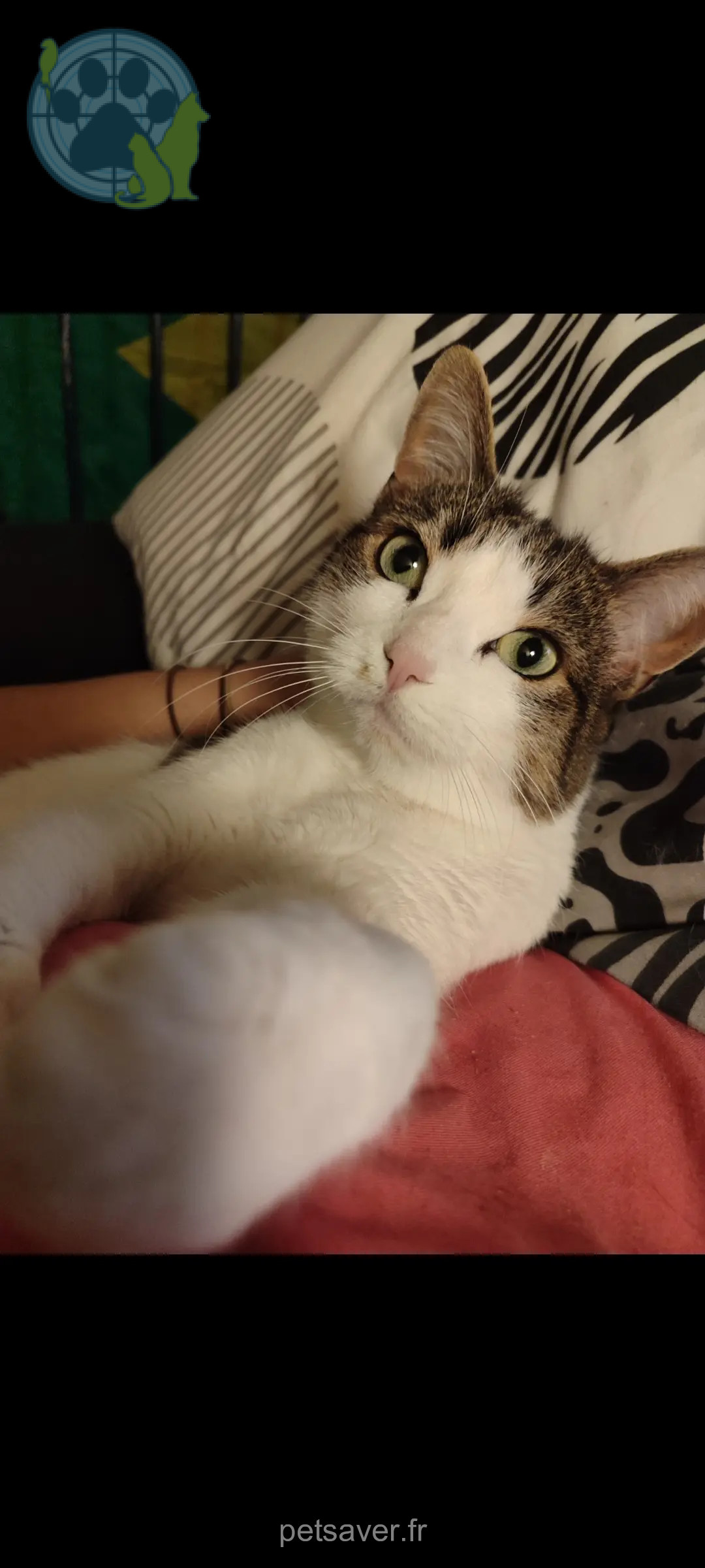 Chatte Perdue 35 Ille-et-Vilaine Rennes - Malbo Chatte Perdue 35 Ille-et-Vilaine Rennes - Malbo