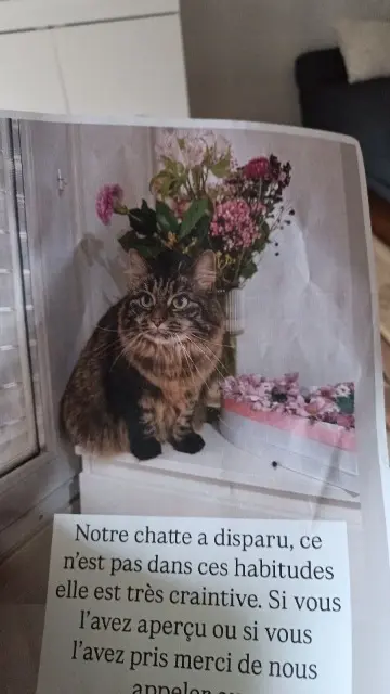 chatte lost    Rennes Mimi