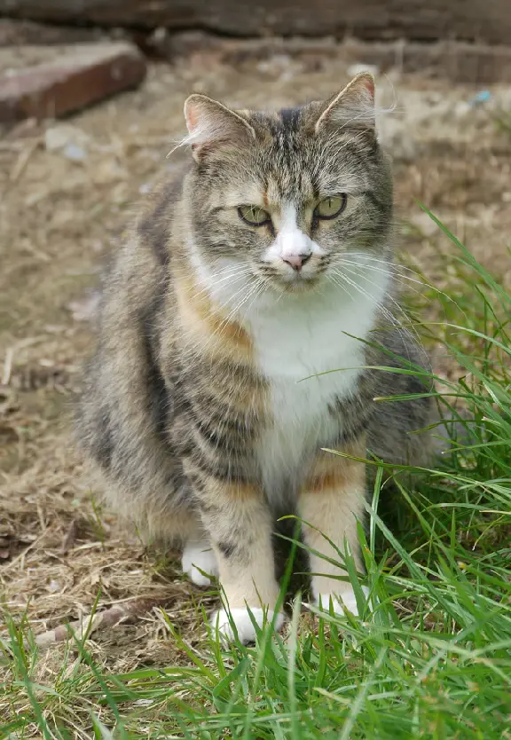 Chatte Perdue 35 Ille-et-Vilaine Rennes - Minette Chatte Perdue 35 Ille-et-Vilaine Rennes - Minette