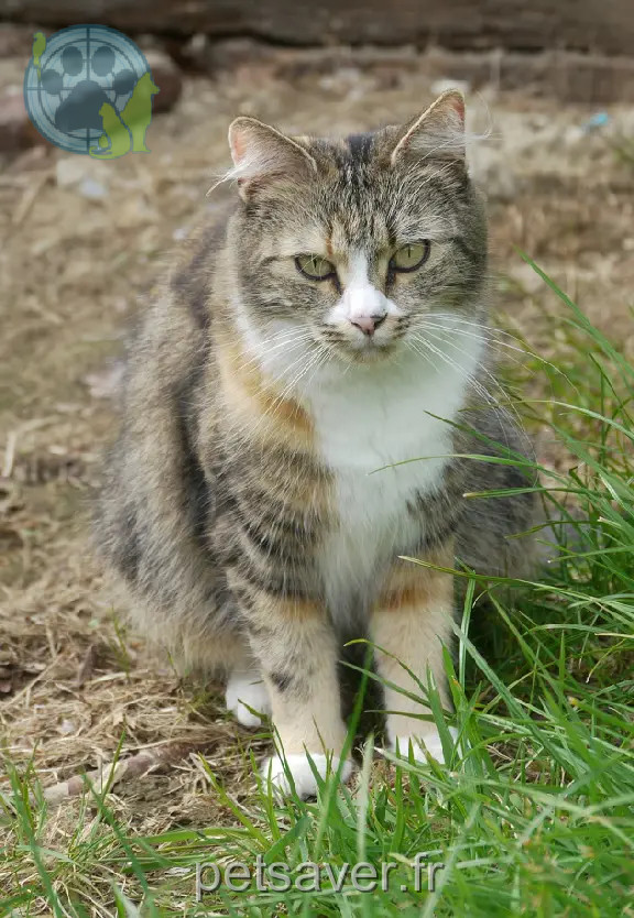 Chatte Perdue 35 Ille-et-Vilaine Rennes - Minette Chatte Perdue 35 Ille-et-Vilaine Rennes - Minette