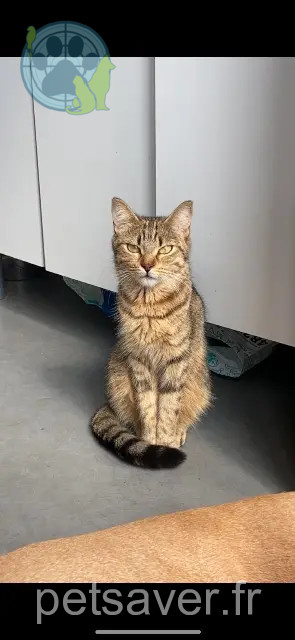 kat vermist Rennes Minette kat lost Rennes Minette