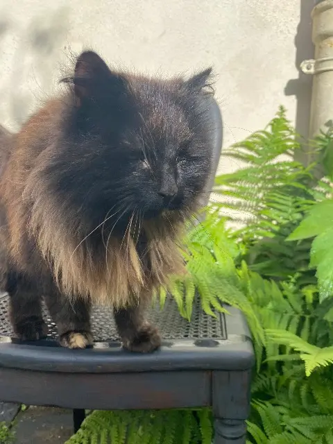 chatte lost    Rennes Minouche