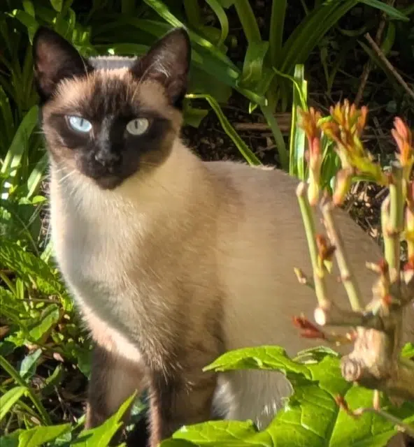 chatte lost    Rennes Moka