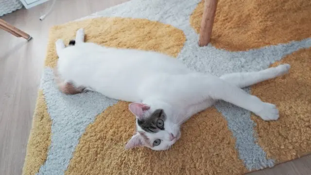 chatte lost    Rennes Moon