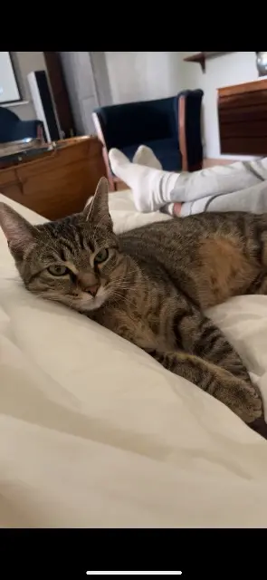 chatte lost    Rennes Nala